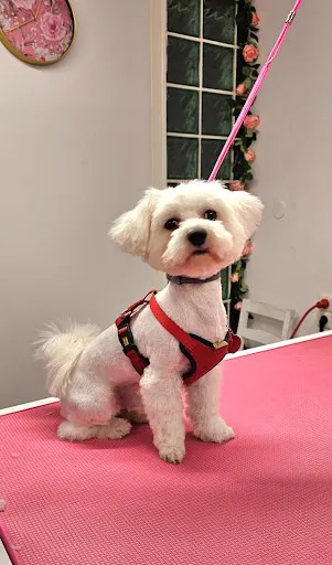 Psi Fryzjer Spa dla Psa